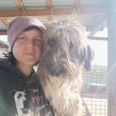 Tierschutzhunde suchen ein Zuhause-Beitrag-Bild