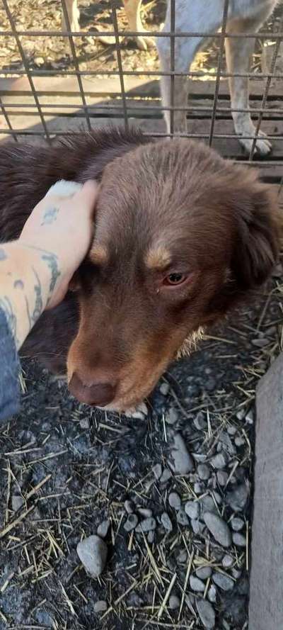 Tierschutzhunde suchen ein Zuhause-Beitrag-Bild