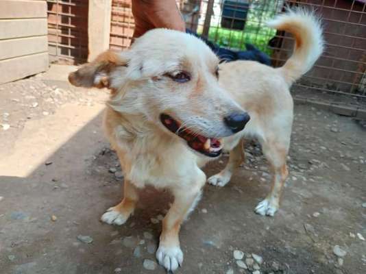 Tierschutzhunde suchen ein Zuhause-Beitrag-Bild