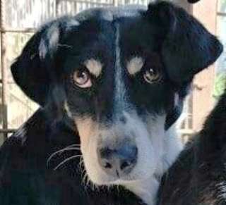 Tierschutzhunde suchen ein Zuhause-Beitrag-Bild