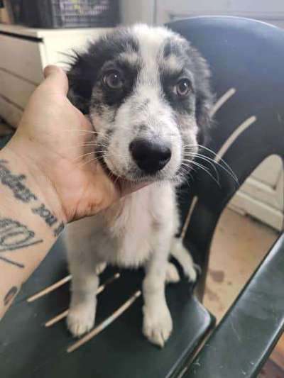 Tierschutzhunde suchen ein Zuhause-Beitrag-Bild