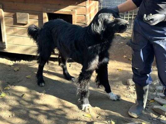 Tierschutzhunde suchen ein Zuhause-Beitrag-Bild