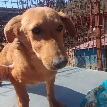 Tierschutzhunde suchen ein Zuhause-Beitrag-Bild