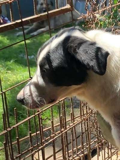 Tierschutzhunde suchen ein Zuhause-Beitrag-Bild