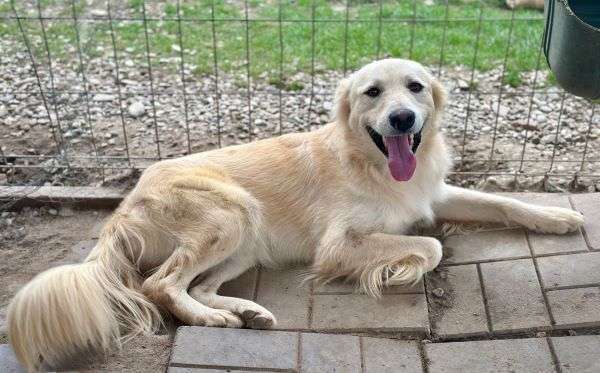 Tierschutzhunde suchen ein Zuhause-Beitrag-Bild