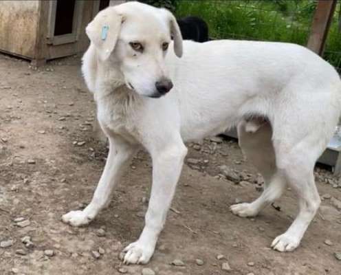 Tierschutzhunde suchen ein Zuhause-Beitrag-Bild