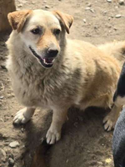 Tierschutzhunde suchen ein Zuhause-Beitrag-Bild