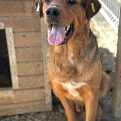 Tierschutzhunde suchen ein Zuhause-Beitrag-Bild