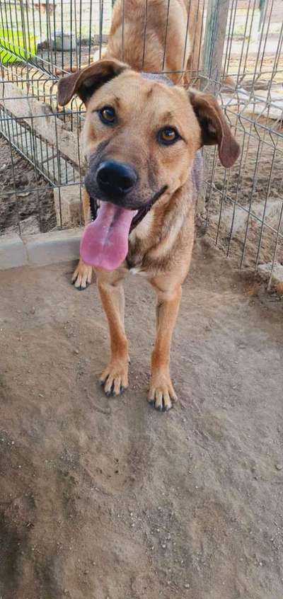 Tierschutzhunde suchen ein Zuhause-Beitrag-Bild