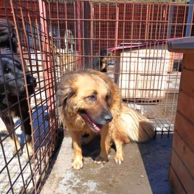 Tierschutzhunde suchen ein Zuhause-Beitrag-Bild