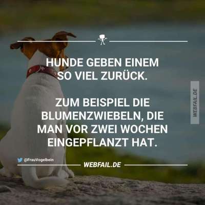 Hunde Memes-Beitrag-Bild