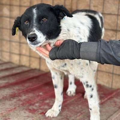Tierschutzhunde suchen ein Zuhause-Beitrag-Bild