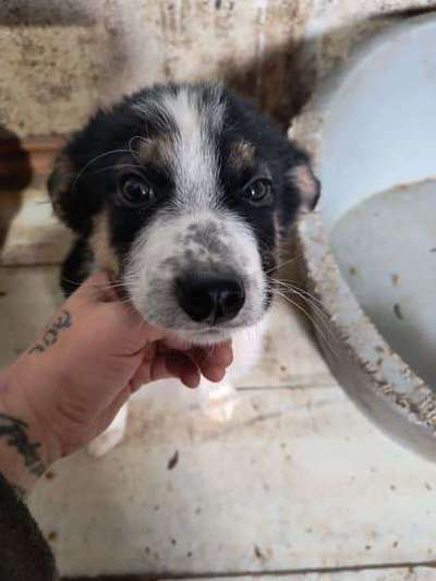 Tierschutzhunde suchen ein Zuhause-Beitrag-Bild