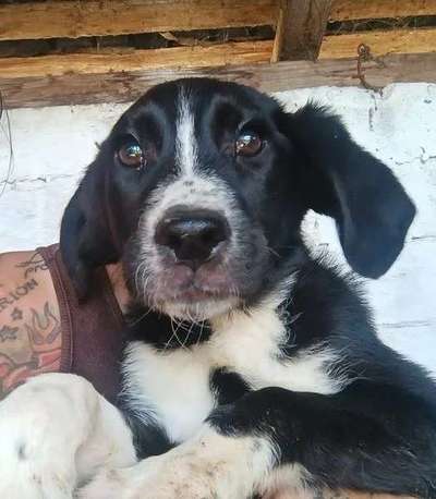 Tierschutzhunde suchen ein Zuhause-Beitrag-Bild