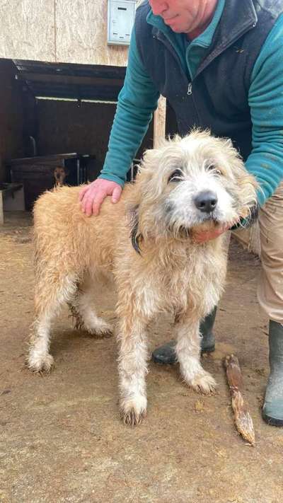 Tierschutzhunde suchen ein Zuhause-Beitrag-Bild