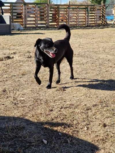 Tierschutzhunde suchen ein Zuhause-Beitrag-Bild