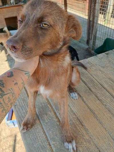 Tierschutzhunde suchen ein Zuhause-Beitrag-Bild