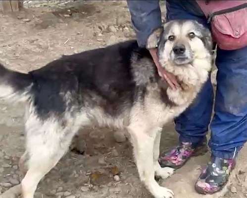 Tierschutzhunde suchen ein Zuhause-Beitrag-Bild