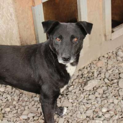 Tierschutzhunde suchen ein Zuhause-Beitrag-Bild