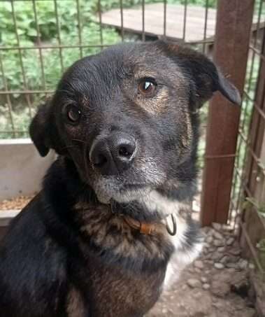 Tierschutzhunde suchen ein Zuhause-Beitrag-Bild