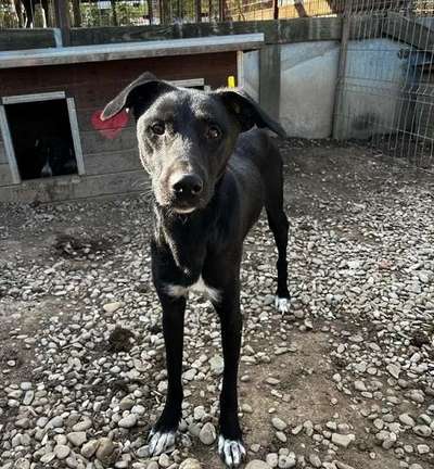Tierschutzhunde suchen ein Zuhause-Beitrag-Bild
