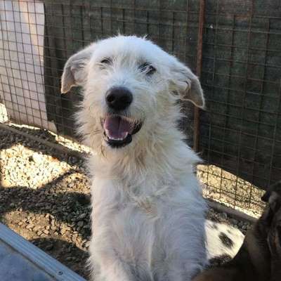 Tierschutzhunde suchen ein Zuhause-Beitrag-Bild