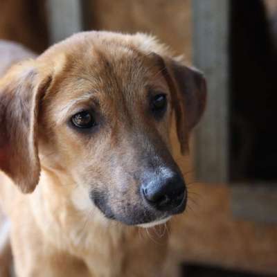 Tierschutzhunde suchen ein Zuhause-Beitrag-Bild