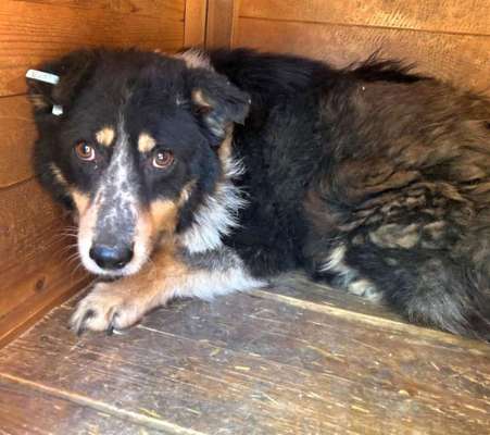 Tierschutzhunde suchen ein Zuhause-Beitrag-Bild