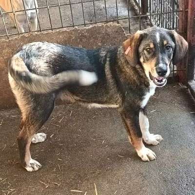 Tierschutzhunde suchen ein Zuhause-Beitrag-Bild