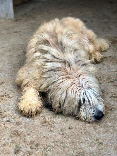 Tierschutzhunde suchen ein Zuhause-Beitrag-Bild