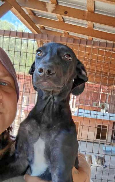 Tierschutzhunde suchen ein Zuhause-Beitrag-Bild