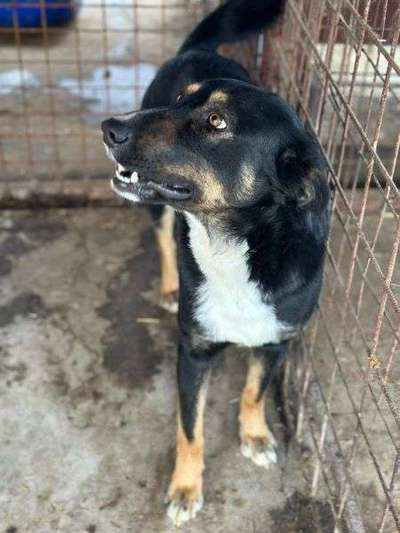 Tierschutzhunde suchen ein Zuhause-Beitrag-Bild