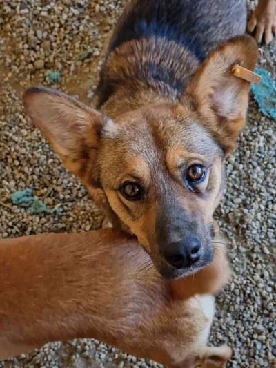 Tierschutzhunde suchen ein Zuhause-Beitrag-Bild