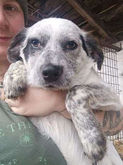 Tierschutzhunde suchen ein Zuhause-Beitrag-Bild