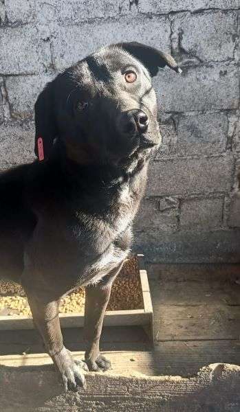 Tierschutzhunde suchen ein Zuhause-Beitrag-Bild