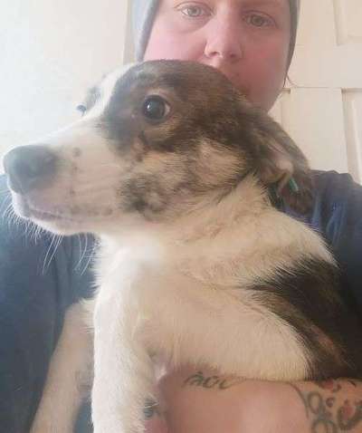 Tierschutzhunde suchen ein Zuhause-Beitrag-Bild