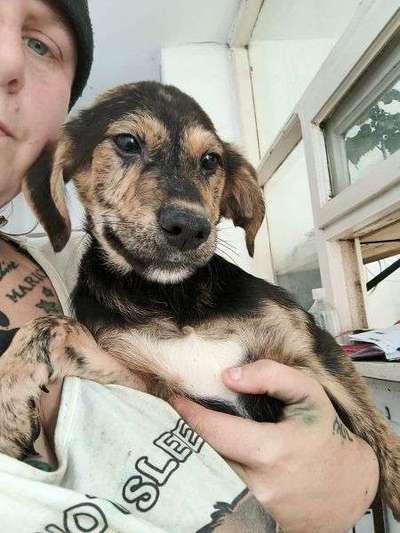 Tierschutzhunde suchen ein Zuhause-Beitrag-Bild