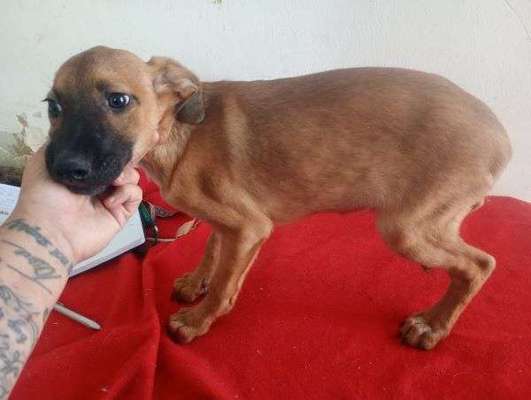 Tierschutzhunde suchen ein Zuhause-Beitrag-Bild