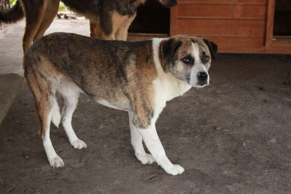 Tierschutzhunde suchen ein Zuhause-Beitrag-Bild