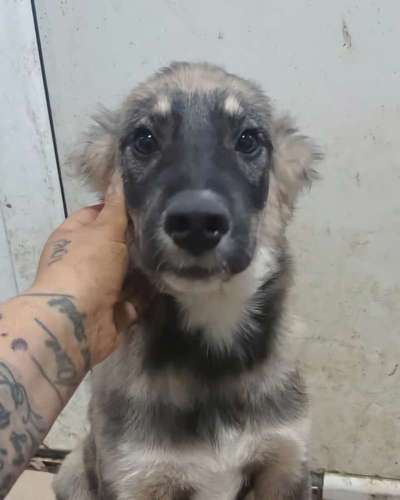 Tierschutzhunde suchen ein Zuhause-Beitrag-Bild