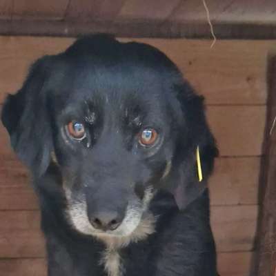 Tierschutzhunde suchen ein Zuhause-Beitrag-Bild