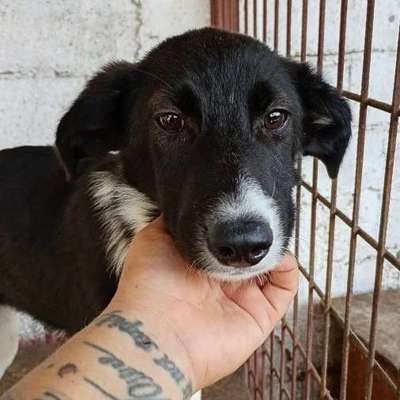 Tierschutzhunde suchen ein Zuhause-Beitrag-Bild