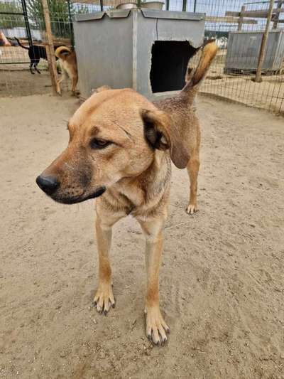 Tierschutzhunde suchen ein Zuhause-Beitrag-Bild