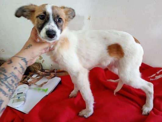 Tierschutzhunde suchen ein Zuhause-Beitrag-Bild