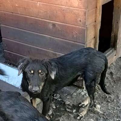 Tierschutzhunde suchen ein Zuhause-Beitrag-Bild