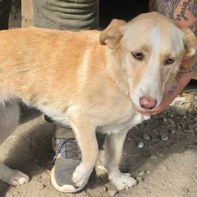 Tierschutzhunde suchen ein Zuhause-Beitrag-Bild