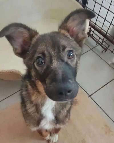 Tierschutzhunde suchen ein Zuhause-Beitrag-Bild