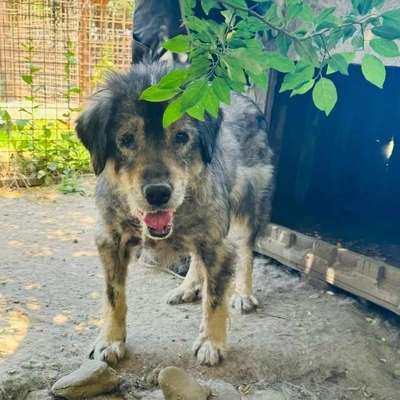 Tierschutzhunde suchen ein Zuhause-Beitrag-Bild