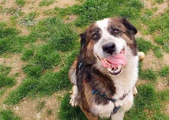 Tierschutzhunde suchen ein Zuhause-Beitrag-Bild