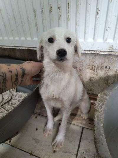 Tierschutzhunde suchen ein Zuhause-Beitrag-Bild